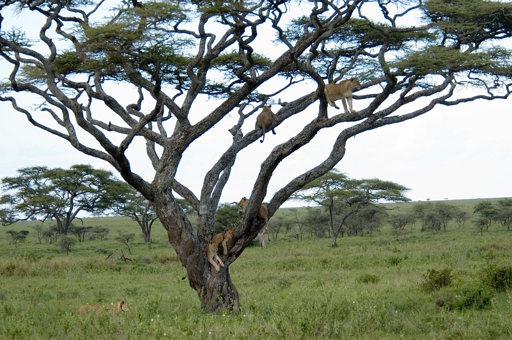 Serengeti tralover01.jpg - Lion (Panthera leo), Tanzania March 2006